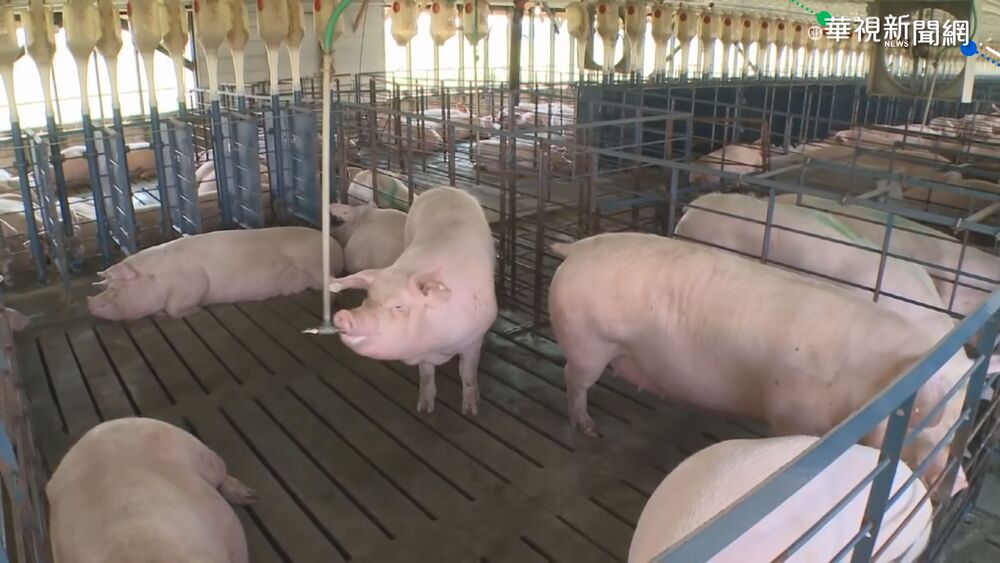 我國申請「豬瘟非疫國」　獲WOAH科學委員會建議通過