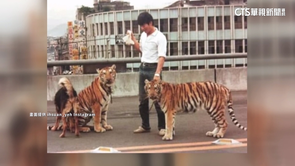 猛獸當寵物養！憶兒時阿公騎馬牽猩猩　忠孝橋遛2虎