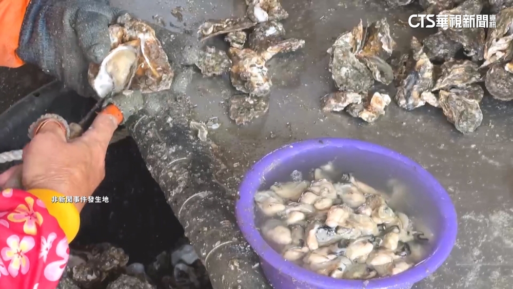野生牡蠣連2年檢出100%微塑膠　環團籲源頭減塑