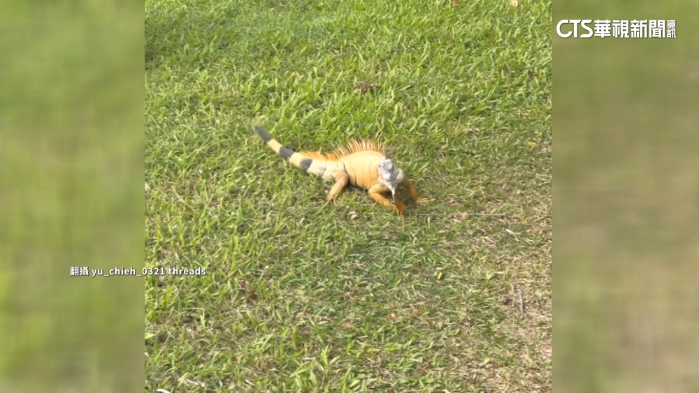 巨蜥出沒！　台南巴克禮公園賞鳥　驚見1米長綠鬣蜥