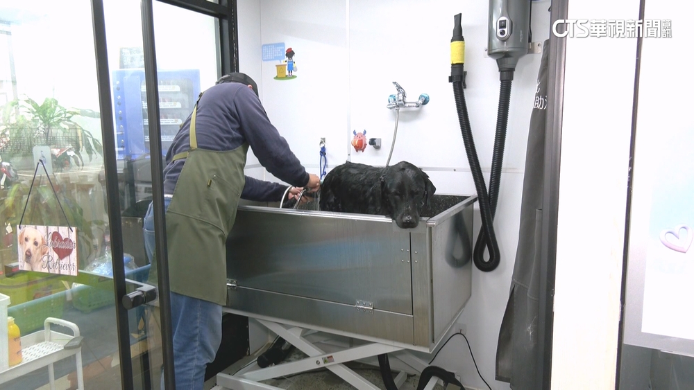 寵物自助洗浴違規開店？　「3機關無共識」暫不開罰