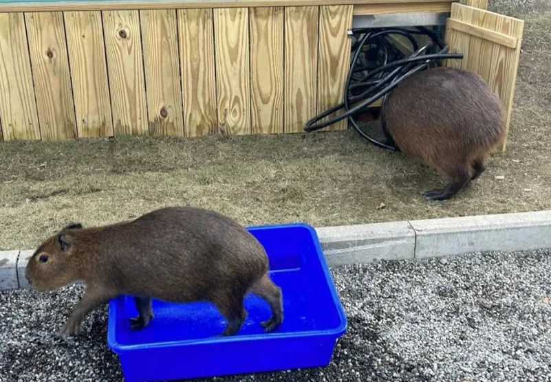 中央公園遭控虐待動物！水豚休息區上鎖、強迫狐獴擺拍　高市府：會嚴格把關