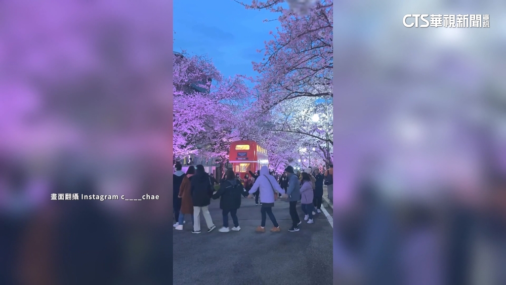 南韓賞櫻區疑台灣人圍圈喊口號　阻動線惹怒當地人