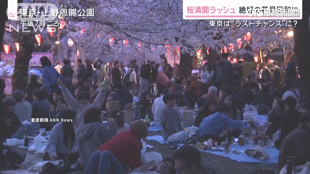 抓緊花期尾巴　日本民眾趁好天氣出門賞櫻