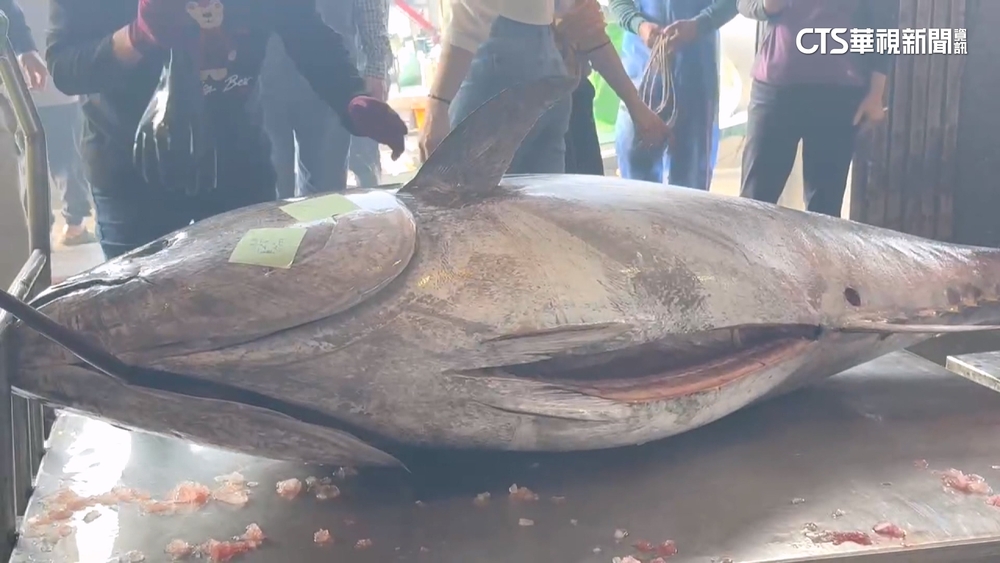 蘇澳捕獲「全國第一鮪」！　216公斤黑鮪返港　漁民歡呼
