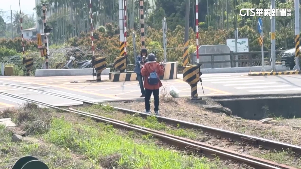 彰化二水花旗木大爆發　遊客為拍美照竟闖軌取景