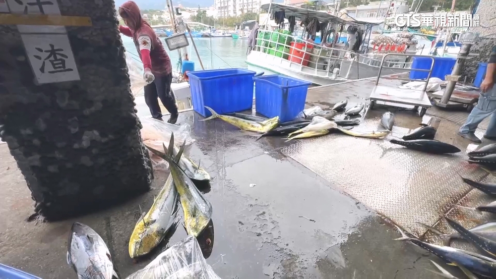 川普對台課稅32%　漁民憂鬼頭刀價格恐崩盤