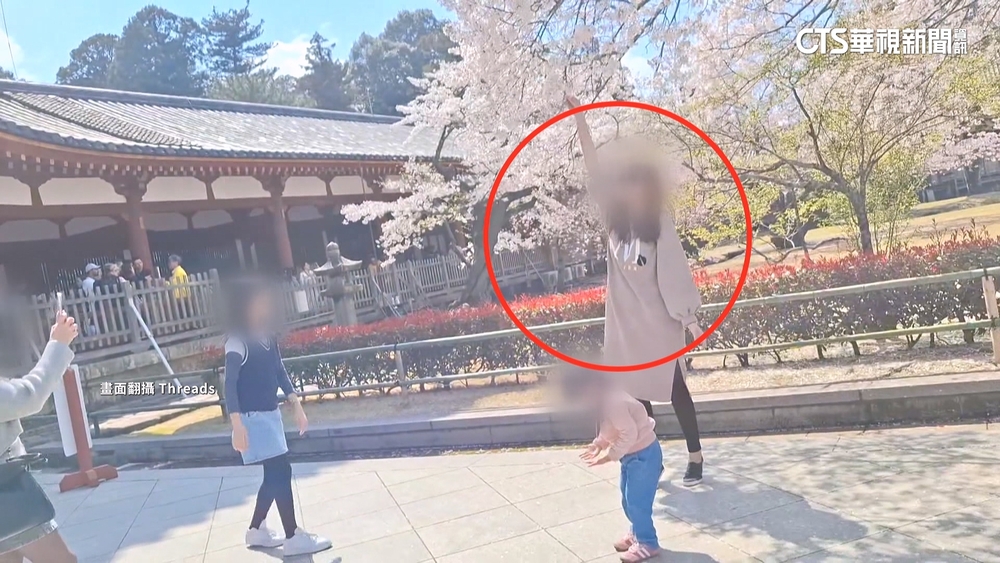 疑台遊客「搖櫻花樹」拍美照！　網轟：丟臉丟到國外