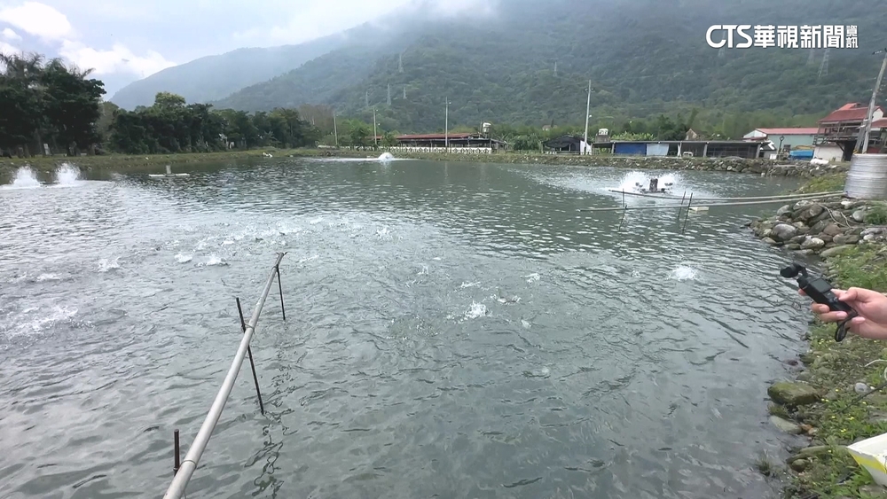 洗三溫暖！關稅政策延　花蓮鱸魚又能外銷.養殖戶鬆口氣