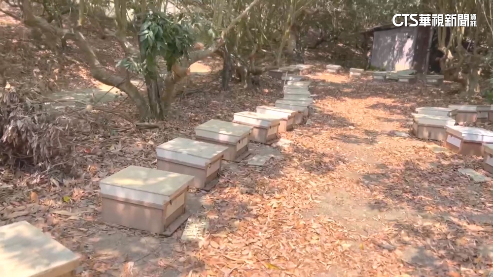 高雄養蜂場50箱蜂箱遭竊！　器具+蜂蜜估損失百萬