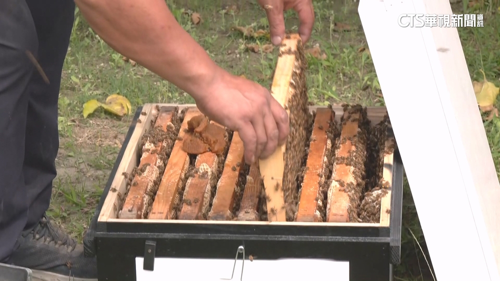 另類「黃金」！蜂箱10天產值破萬　受竊賊覬覦