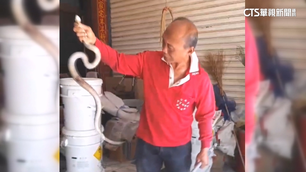 民宅赫見1.2公尺眼鏡蛇　嚇！里長出動捕蛇