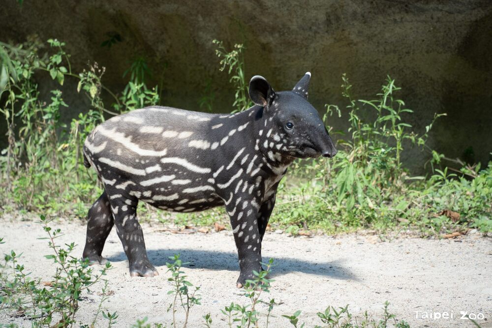 1個多月大時的莉姆路，背部開始出現淺色體毛 / 動物園 提供