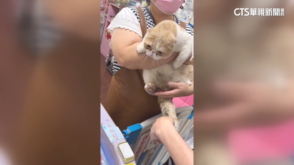 懸賞50萬愛貓找到了！　飼主PO現金照　網笑：錢飛了