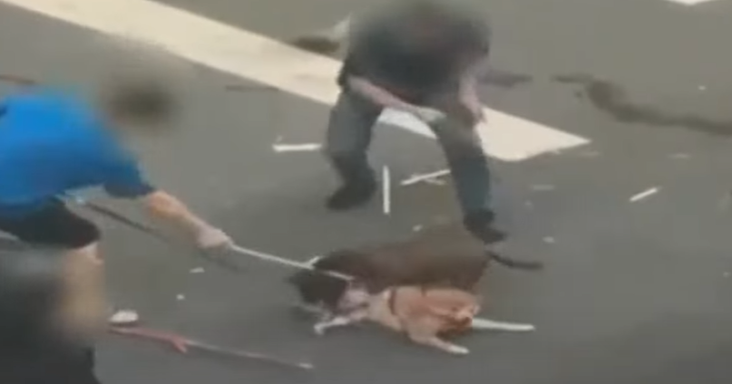 比特犬咬死柴犬後「也被打死」？　屏東動保科查真相