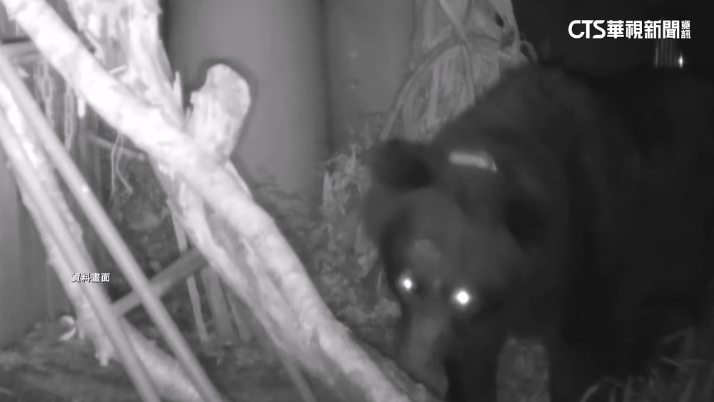 台灣黑熊攻擊「進逼距10公尺」　巡守員自衛開槍擊斃