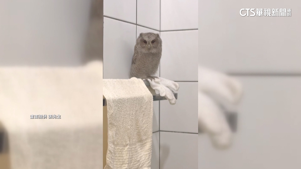 「領角鴞」造訪家中浴室　民眾新奇PO文：二級保育類