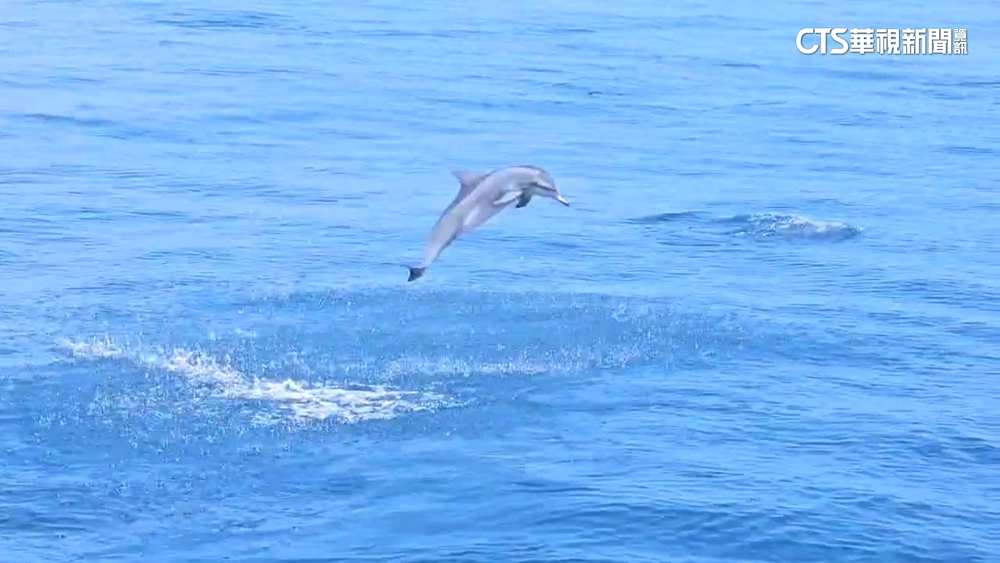 白色「飛旋海豚」現蹤龜山島海域　業者驚呼：生涯首見