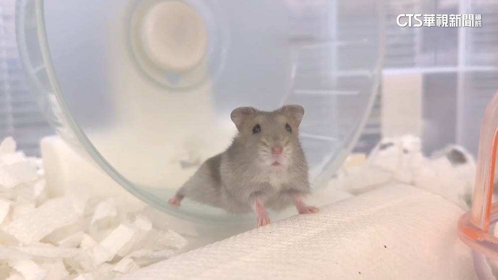 寵物殯葬收費落差大　倉鼠收費數千元「比狗還貴」