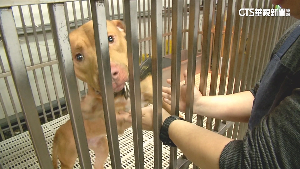 針對有攻擊紀錄比特犬　陳駿季：再犯將馬上沒入