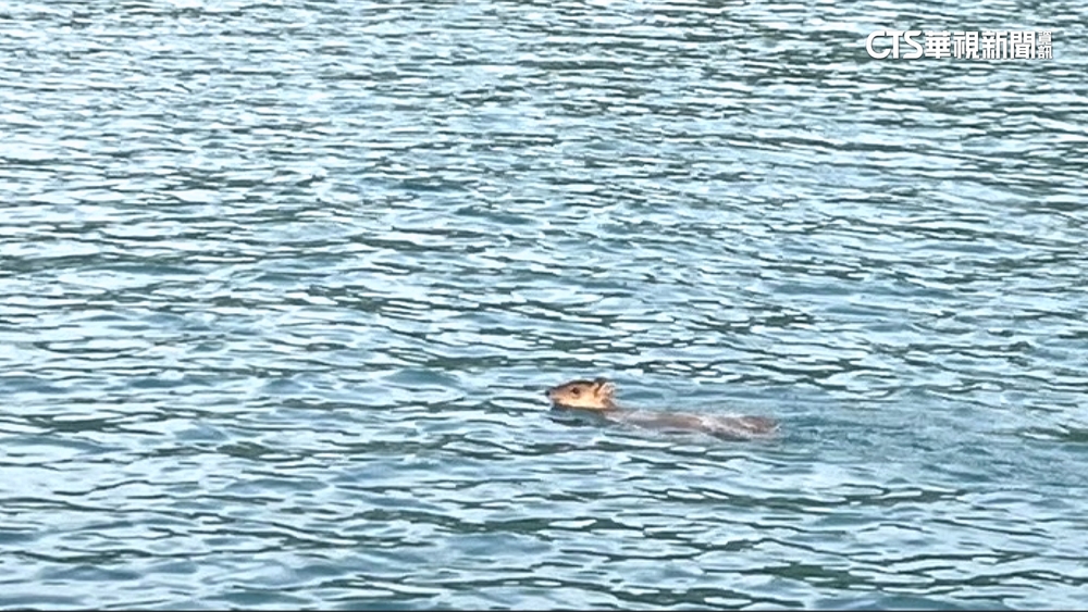 日月潭水怪現身？　遊客直擊「山羌」游泳　泳速驚人