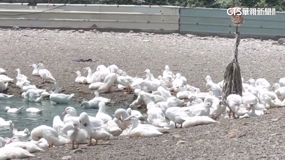 燈光秀試燈驚動鴨場害「60傷.40死」！　鄉公所歉：已取消