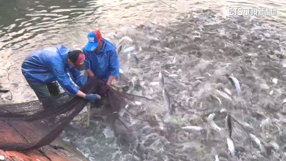 戴特製「鐵紗網安全帽」捕魚　漁夫：避免捕撈遭衝撞