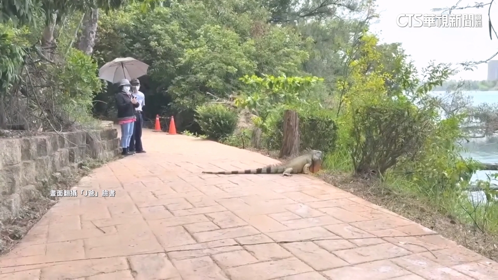 1.7米綠鬣蜥濕地現蹤驚遊客　農業局：加強熱點獵捕