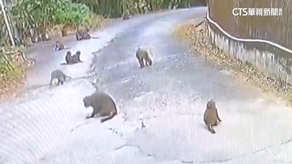 吃到只剩籽...桃子遭猴子大軍吃光　粗估損失近萬