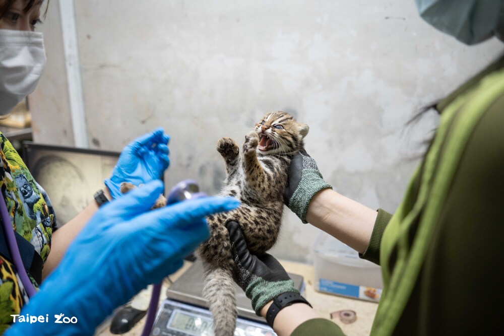北市動物園石虎媽平安誕下「雙姝」　小石虎超「恰」模樣曝光