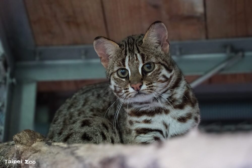 石虎媽媽「春捲」在3月22日順利產下兩隻石虎寶寶，這是「春捲」的第三胎 圖 / 北市動物園 提供