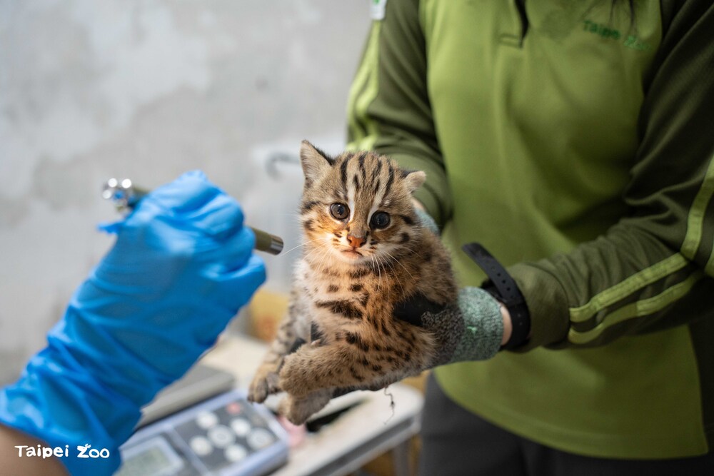圖 / 北市動物園 提供