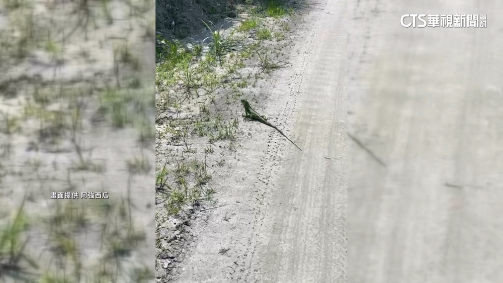 不速之客！玉里西瓜近採收期　綠鬣蜥入侵恐農損