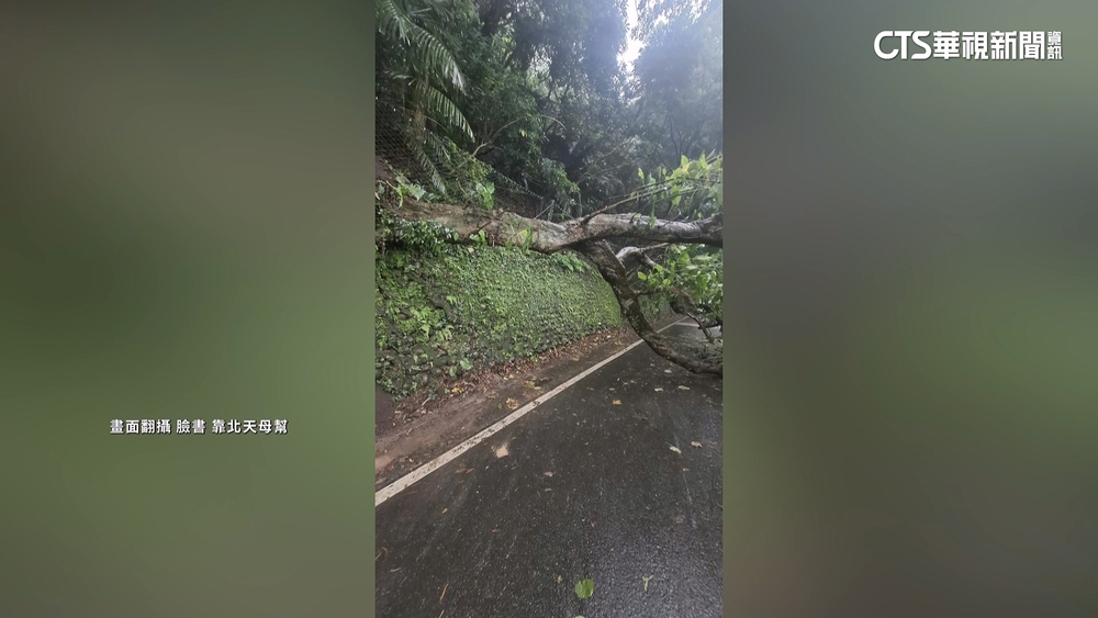 北市雨狂下　文化大學附近路樹倒塌阻車通行