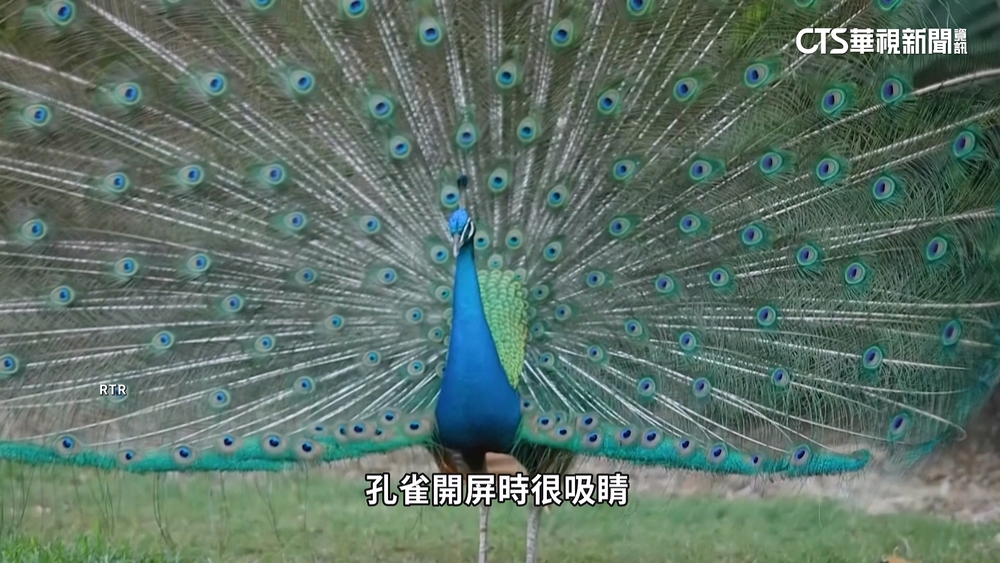 美佛州孔雀氾濫　政府出動協助絕育