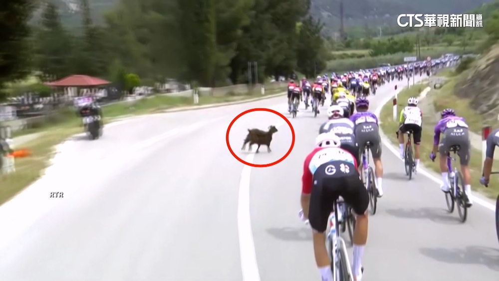 山羊來攪局！　闖環義自由車賽道　側撞選手險釀禍
