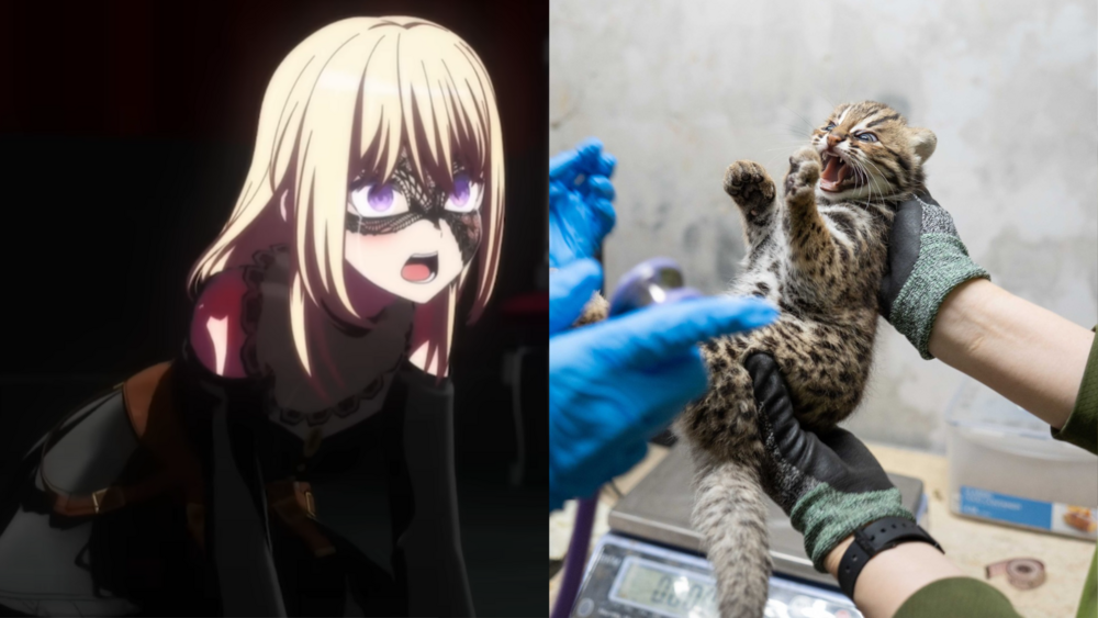 「祥子、初華」、「喬魯諾、喬巴拿」入選小石虎命名　最終命名以「踩點」決定引網質疑