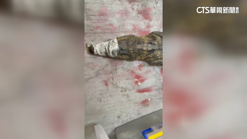150cm鱷魚逛大街　飼主沒看好恐罰1.5萬元