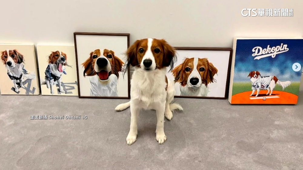 Decoy2歲生日快樂　高人氣海放大谷和道奇MVP