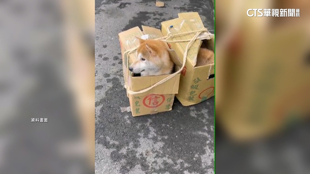 16隻柴犬遭惡意丟棄　警鎖定1女子開罰41.5萬