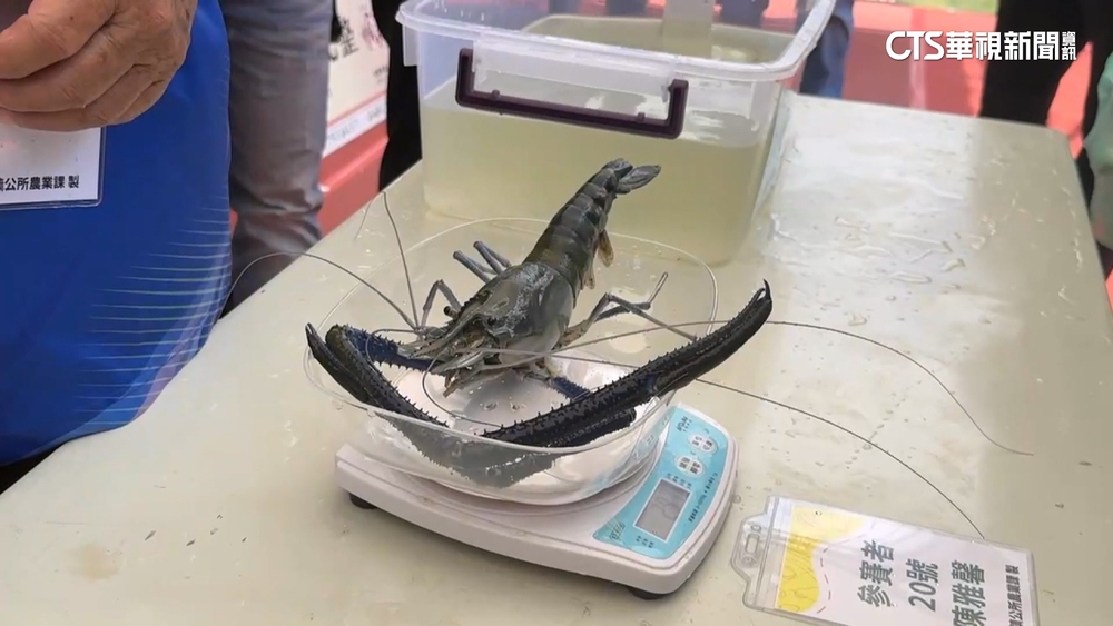 屏東潮州賽神蝦　冠軍公蝦重302克.比手臂還長
