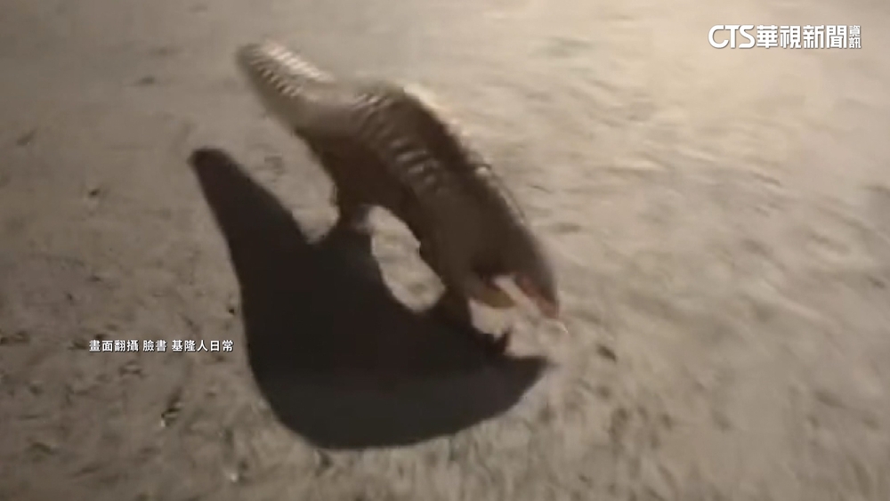 牛的「出走日記」！　2頭牛闖馬路擋車　警到場排除