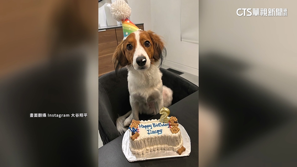 大谷愛犬Decoy慶生　吃蛋糕鼻沾奶油.可愛度破表！