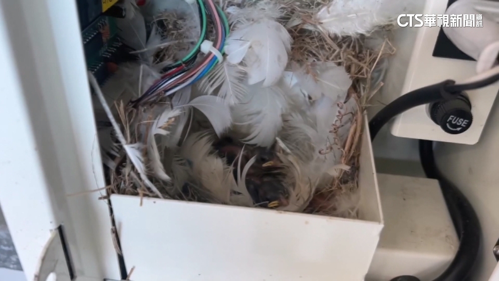 洗車場投幣機頻吐銅板　業者調監視器：麻雀築巢