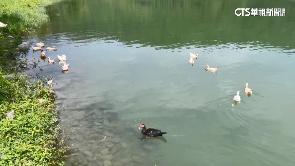 世壯運三鐵賽挨批水質差　執委會：最新檢測符標準