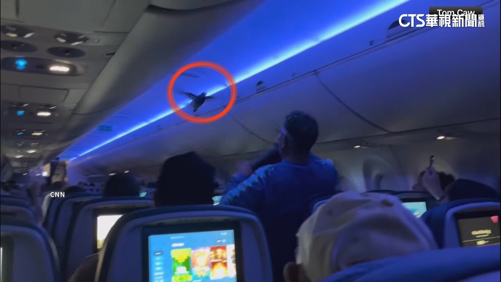 鴿子大鬧客機害延誤！　鴿子亂飛　兩度中斷起飛