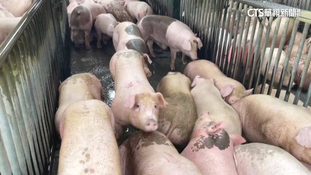 肉粽的靈魂！疾病影響.需求增　端午節前豬價飛漲