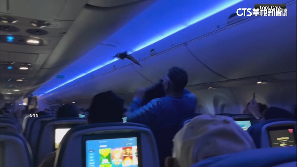 達美客機「不速之客」2鴿子亂入　航班延誤1小時