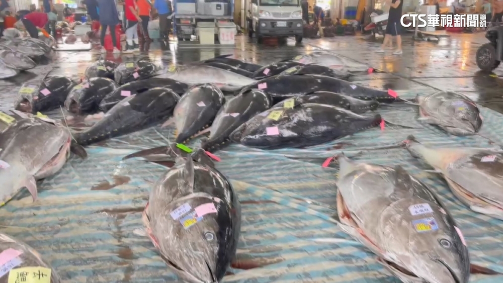 壯觀！　東港黑鮪捕獲大豐收　近500隻拍賣創單日新高