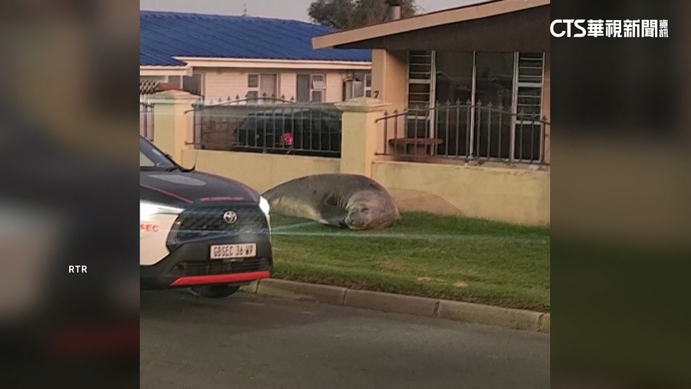 南非開普敦住宅區驚見2噸重海豹　當局放歸大海